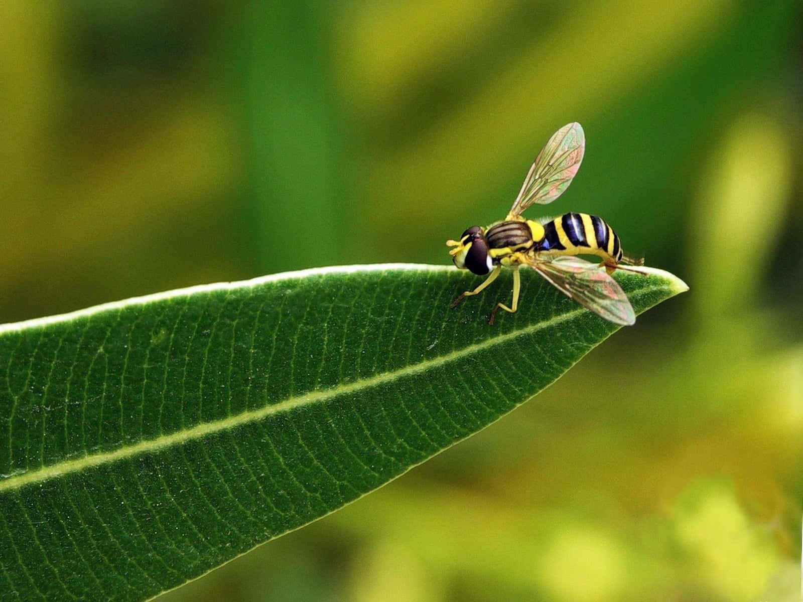 Hoverflyon Green Leaf Wallpaper