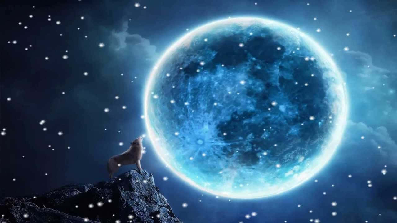 Howling Wolf Under The Moonlight Wallpaper