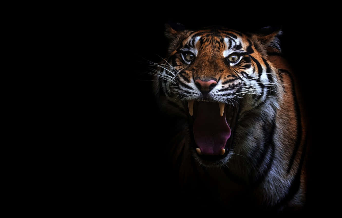 Huge Overt Tiger Wallpaper