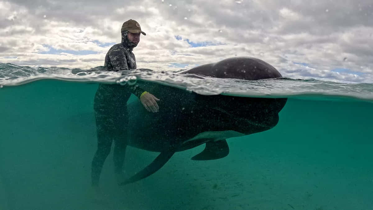 Human_and_ Pilot_ Whale_ Encounter Wallpaper