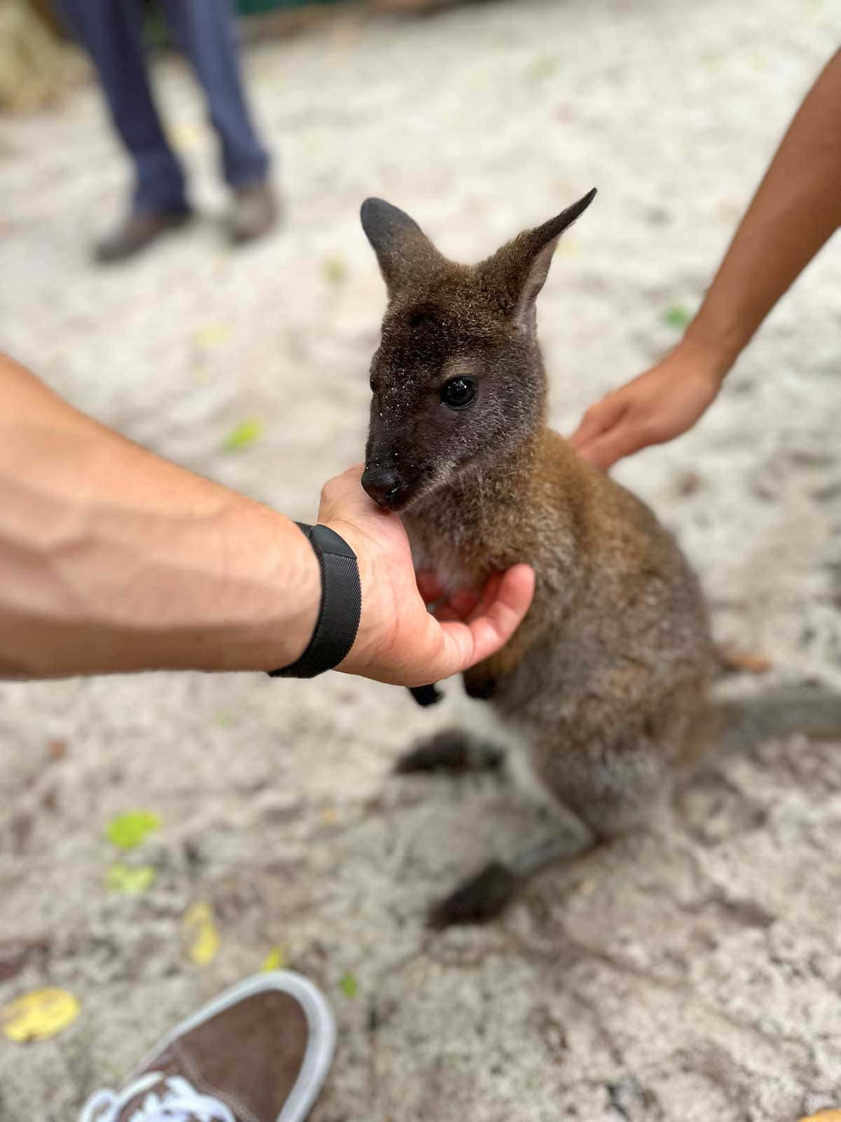 Human Interaction With Wallaby Wallpaper