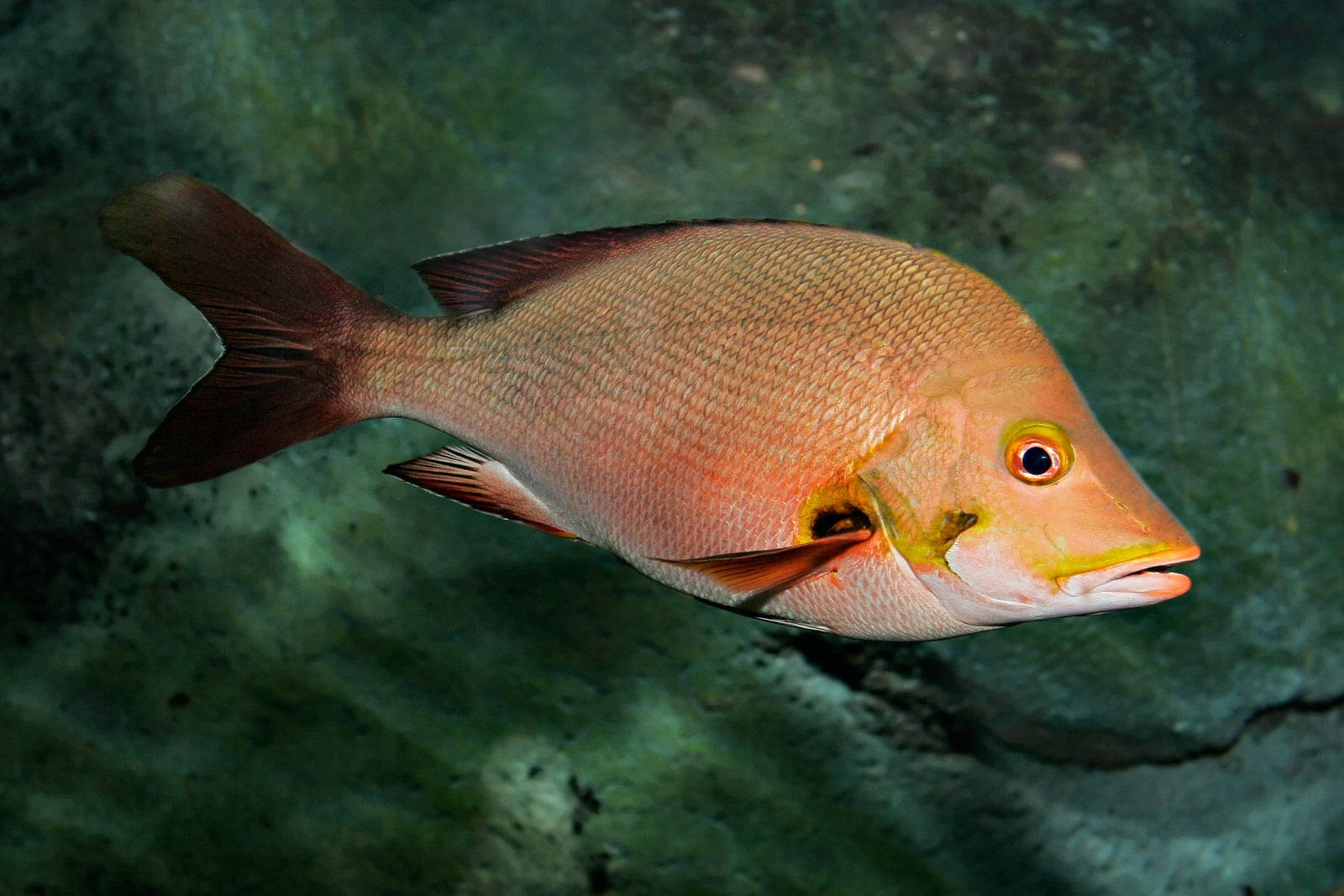 Humpback Red Snapper Fish Swimming Wallpaper