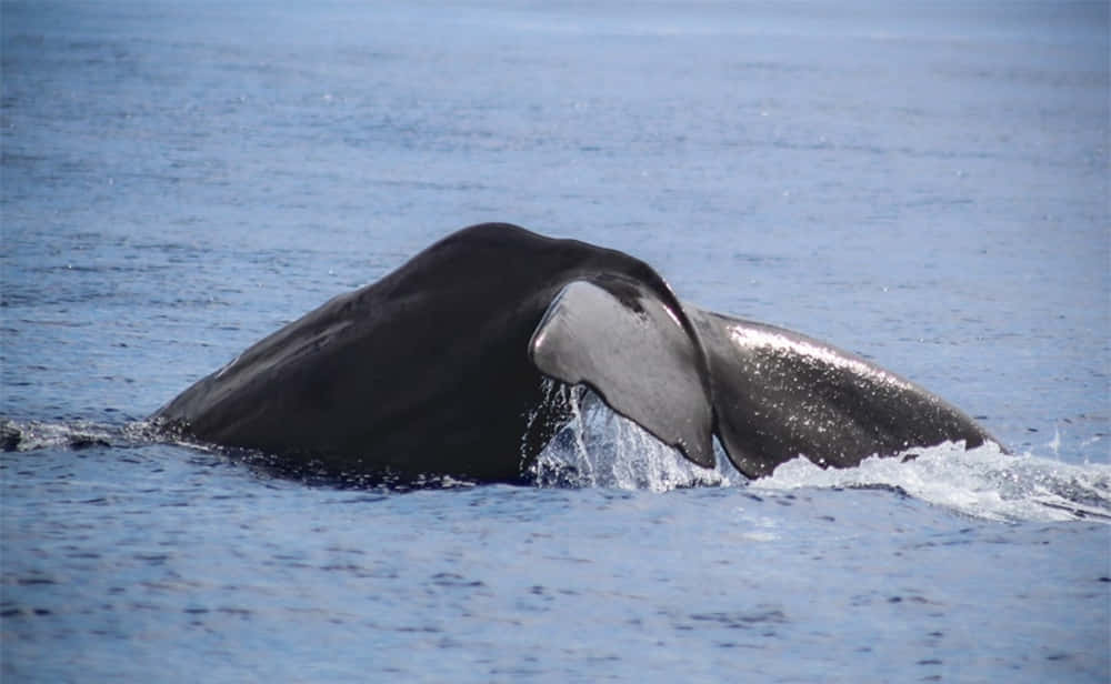 Humpback Whale Diving Wallpaper