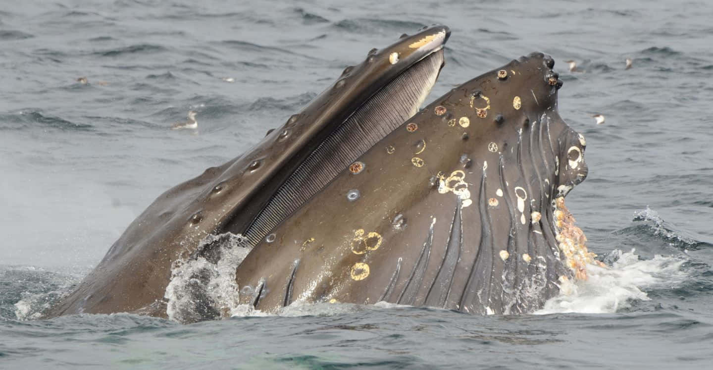 Humpback Whale Feeding Closeup Wallpaper