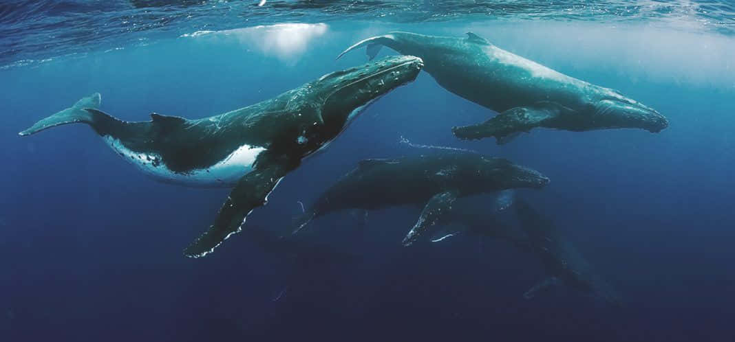 Humpback Whale Pod Swimming Underwater.jpg Wallpaper