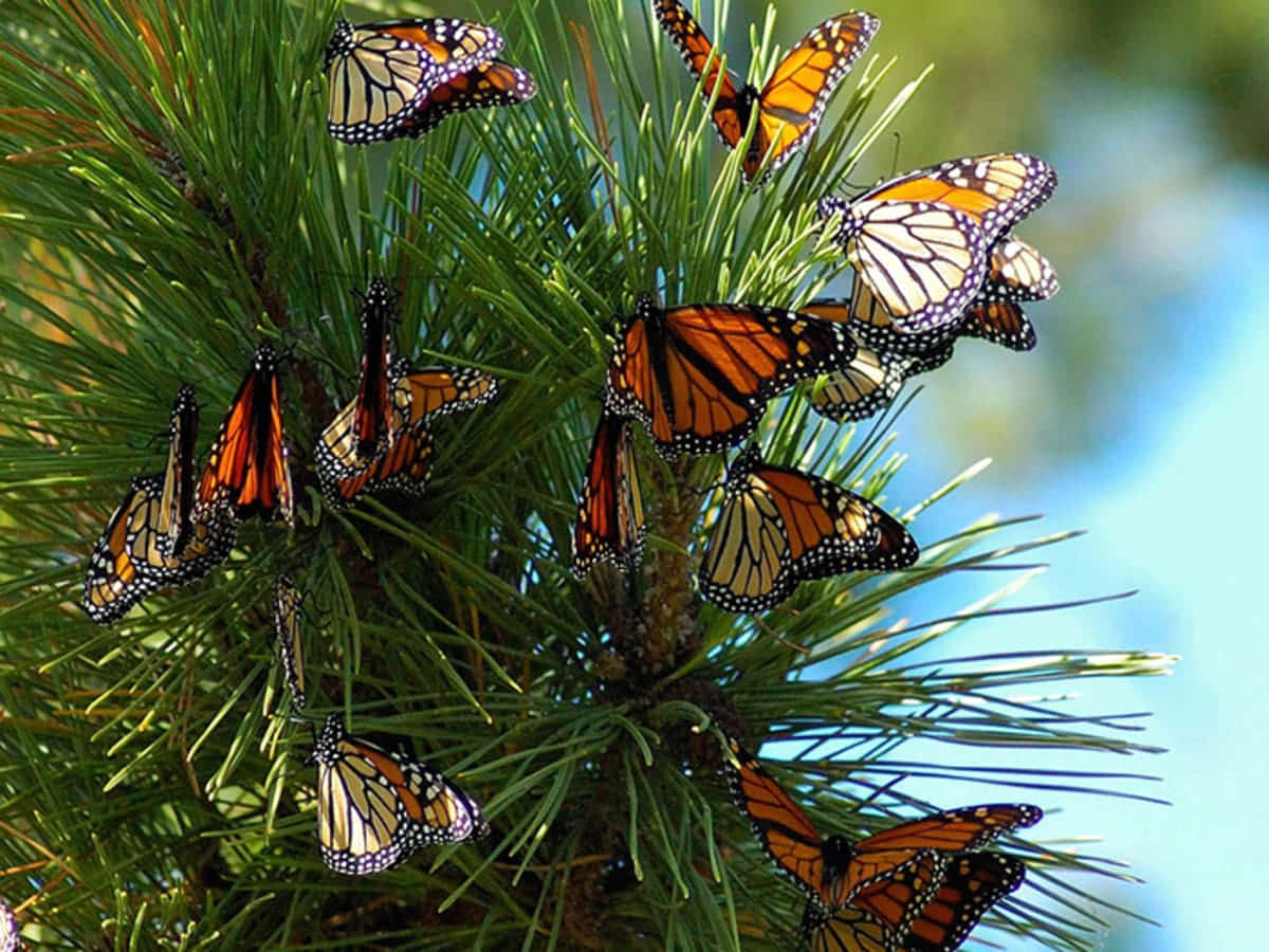 Hundreds Of Blue Morpho Butterflies Migrating During Spring Wallpaper