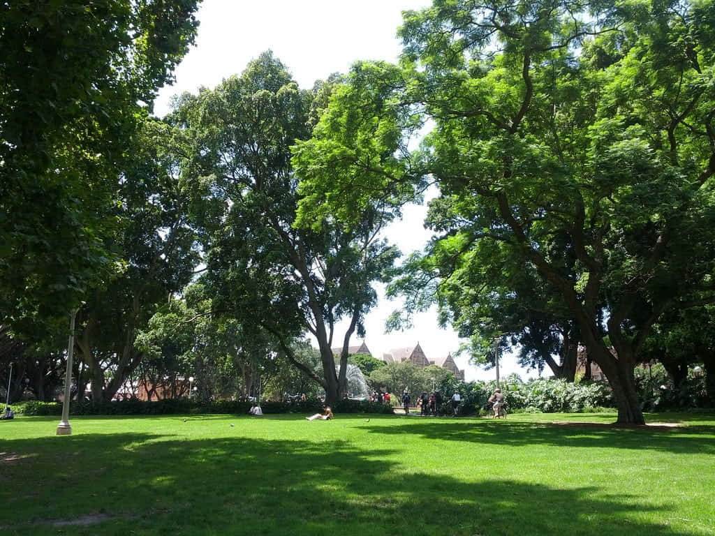 Hyde Park Sydney Greenery Wallpaper