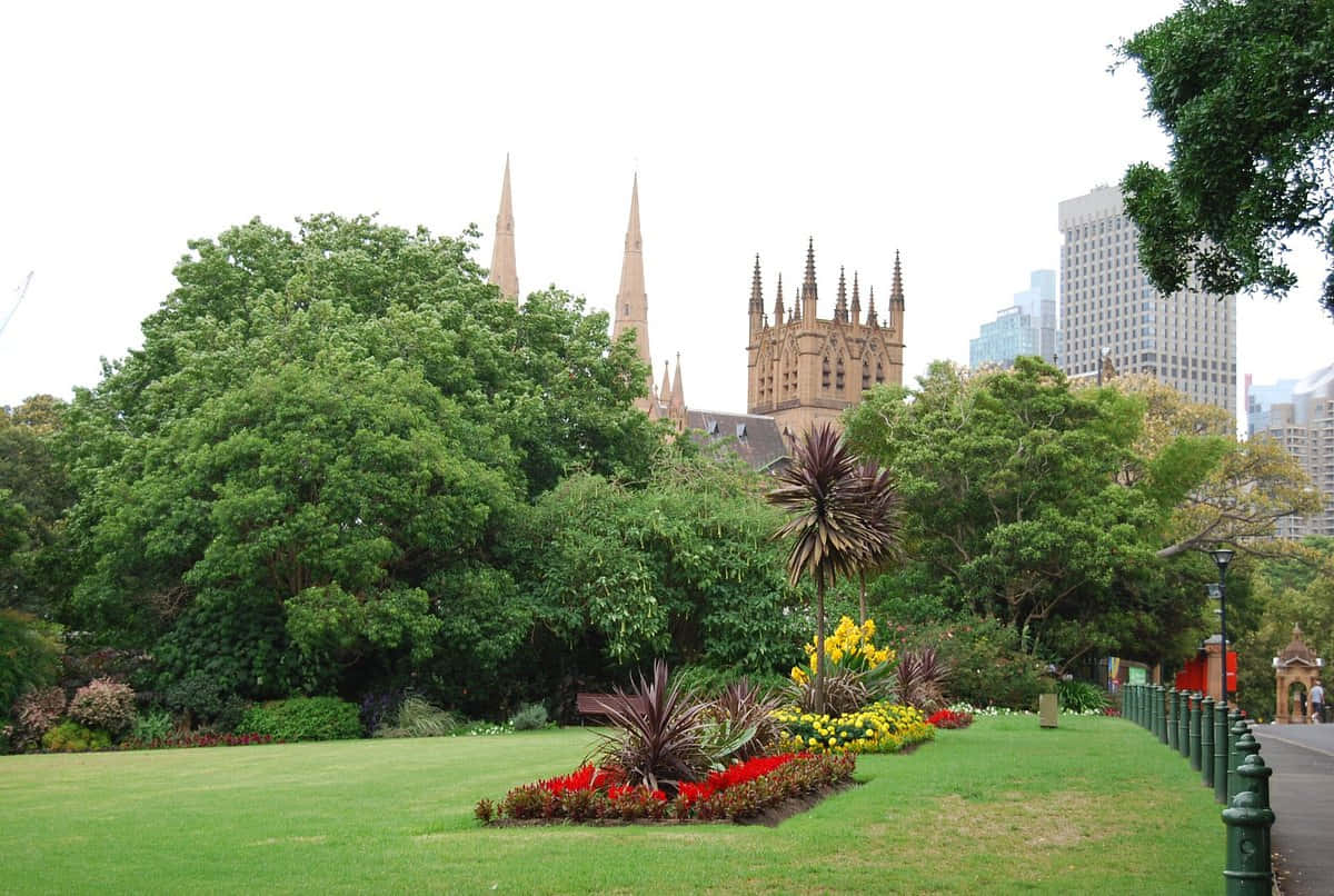 Hyde Park Sydney Greeneryand Architecture Wallpaper