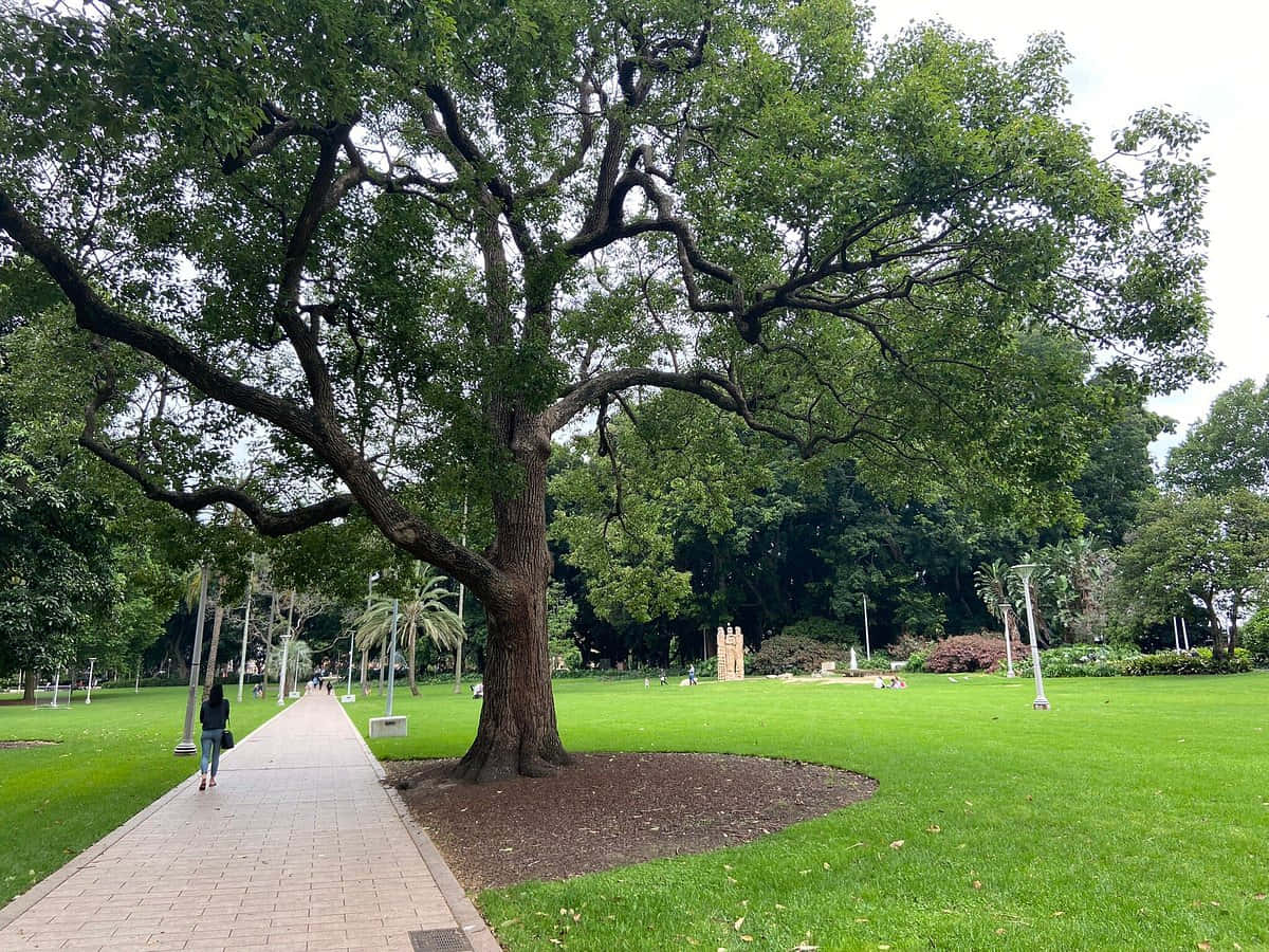 Hyde Park Sydney Pathwayand Greenery Wallpaper