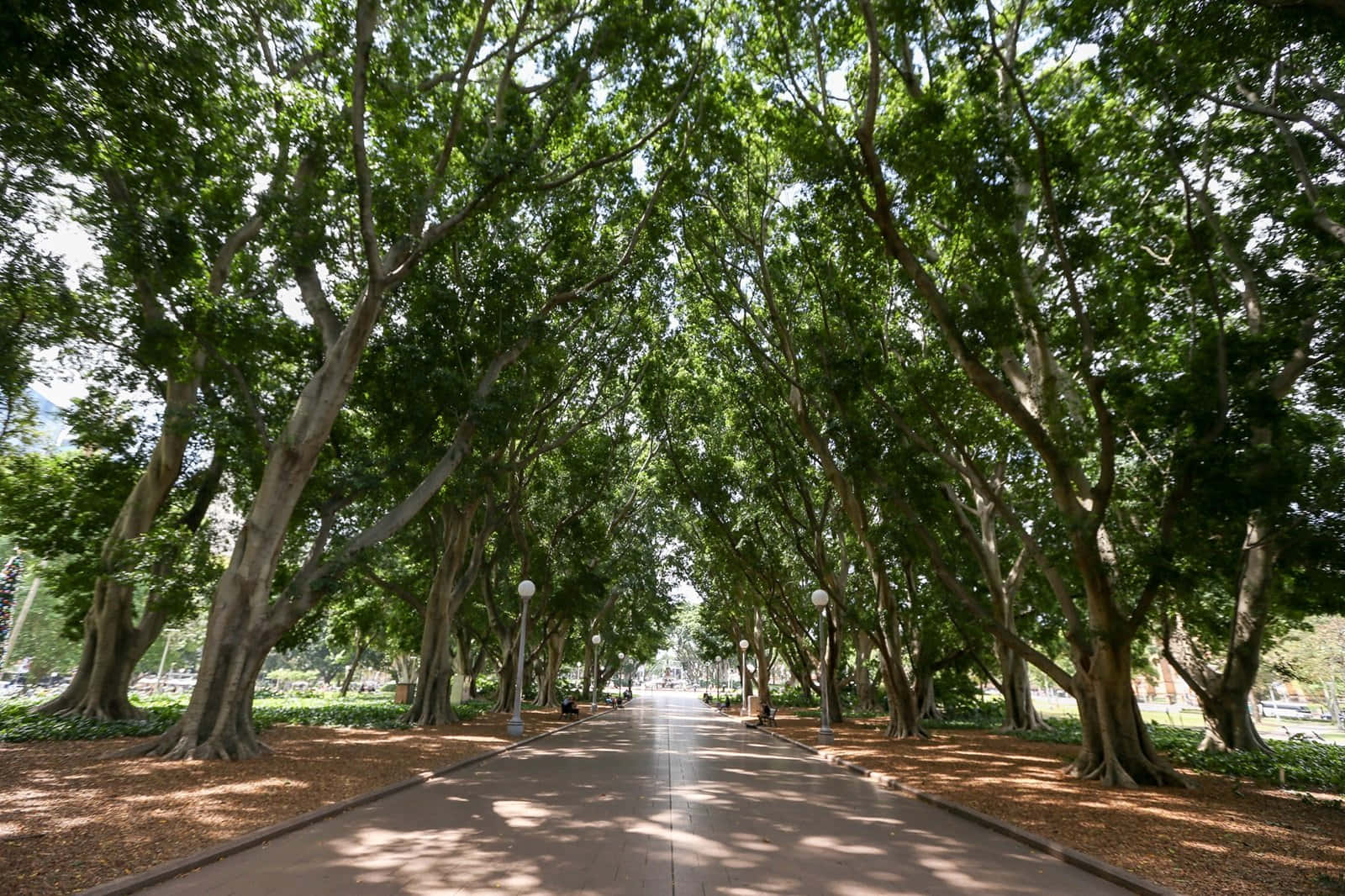 Hyde Park Sydney Tree Lined Pathway Wallpaper