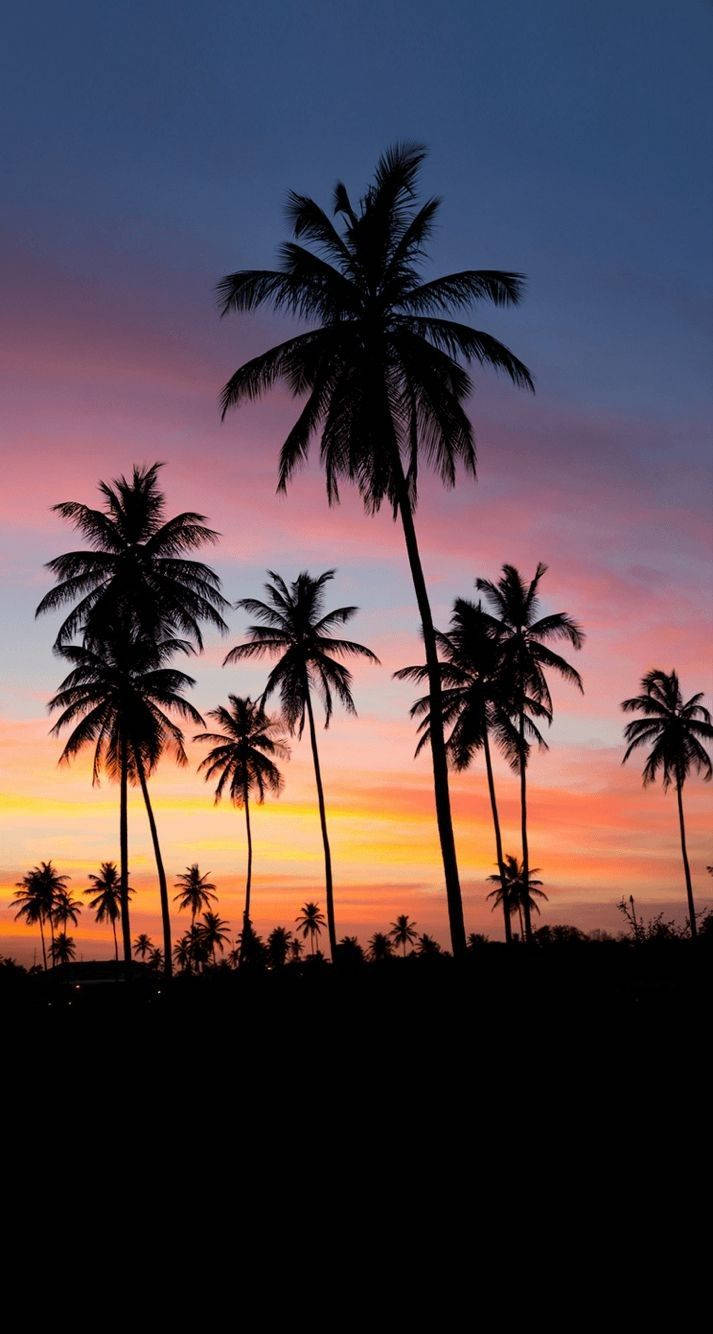 Iconic Palm Trees Malibu Iphone Wallpaper