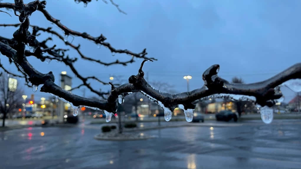 Icy Twigs Dusk Cityscape Wallpaper