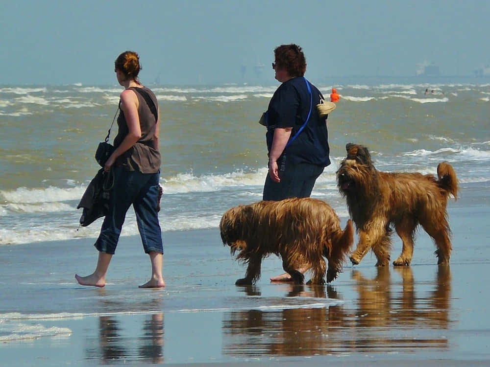 Idyllic Beach Walk On A Sunny Day Wallpaper