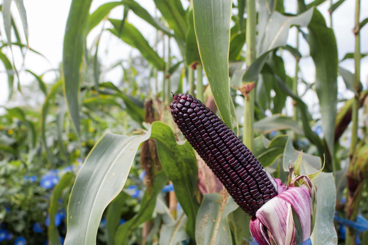 Image A Close Up Look At Purple Corn Wallpaper