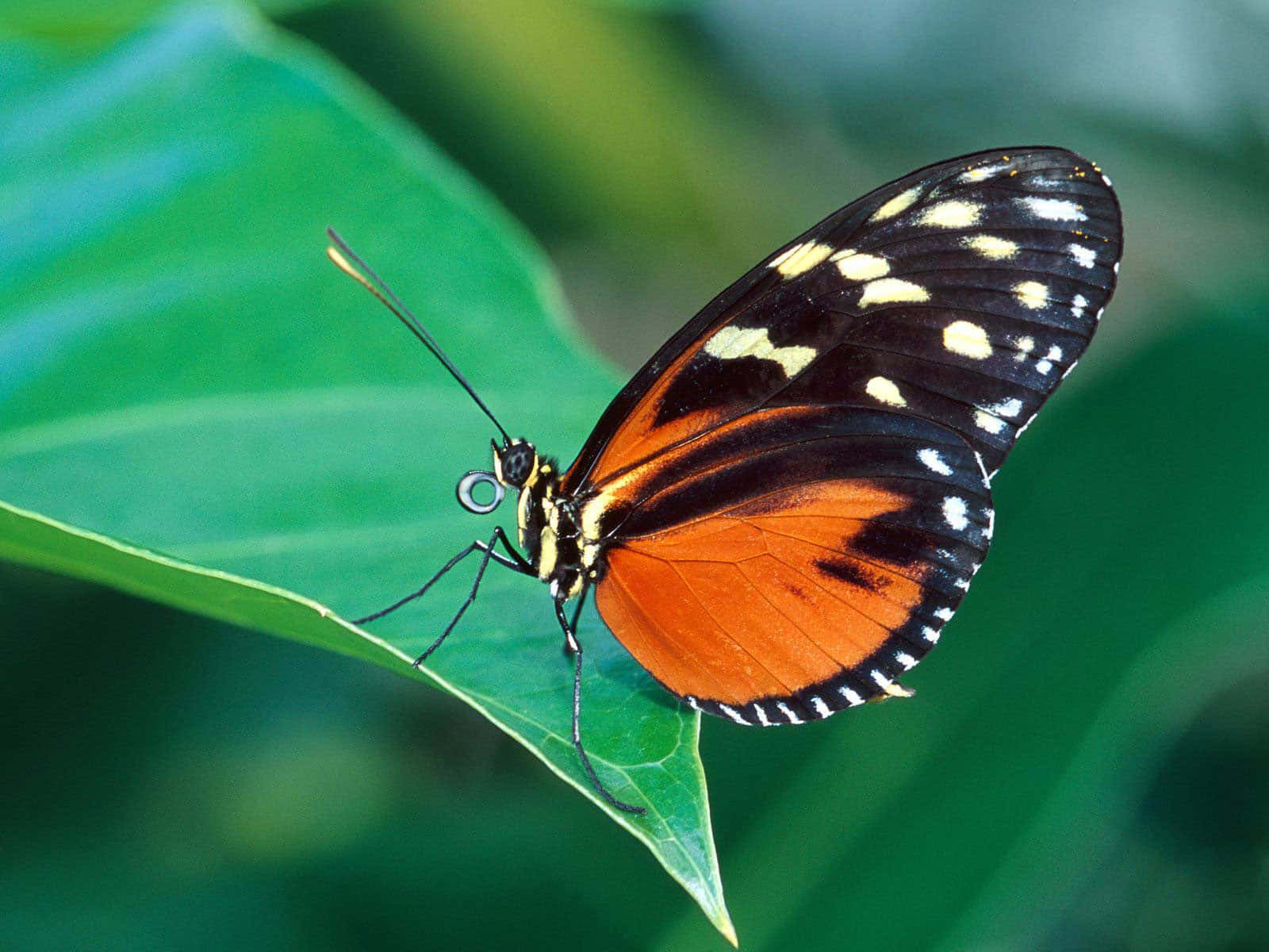 Image A Colorful Emerging Butterfly Wallpaper