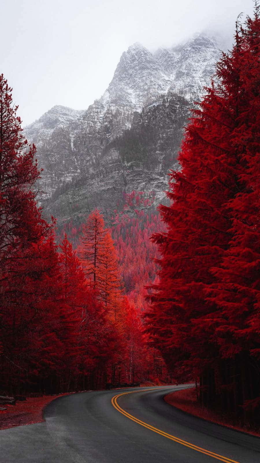 Image A Serene Sunset In A Magical Red Forest Wallpaper