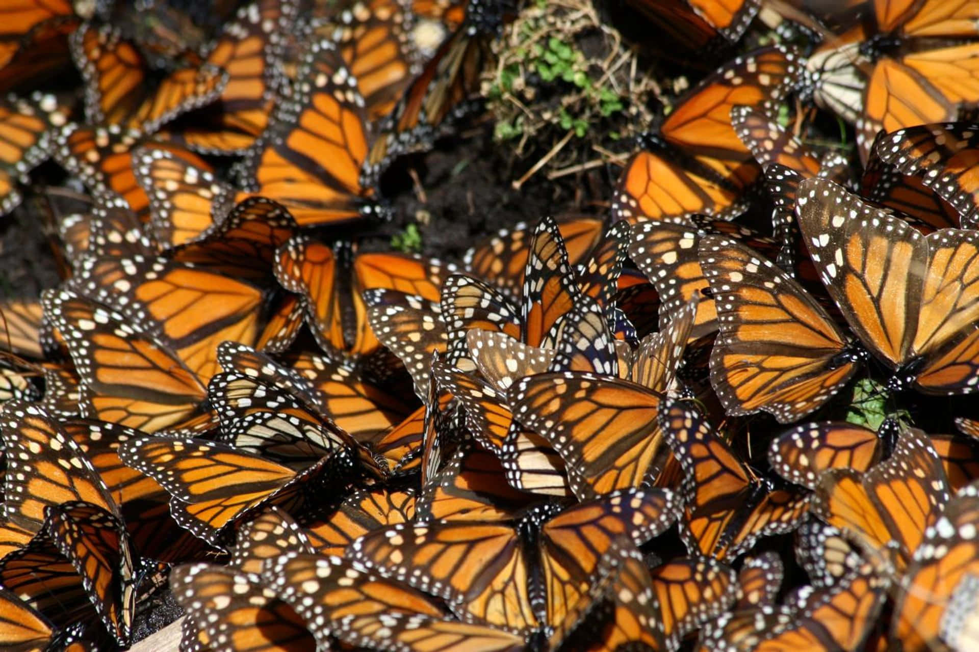 Image Amazing Sight Of Monarch Butterflies On Migration Wallpaper