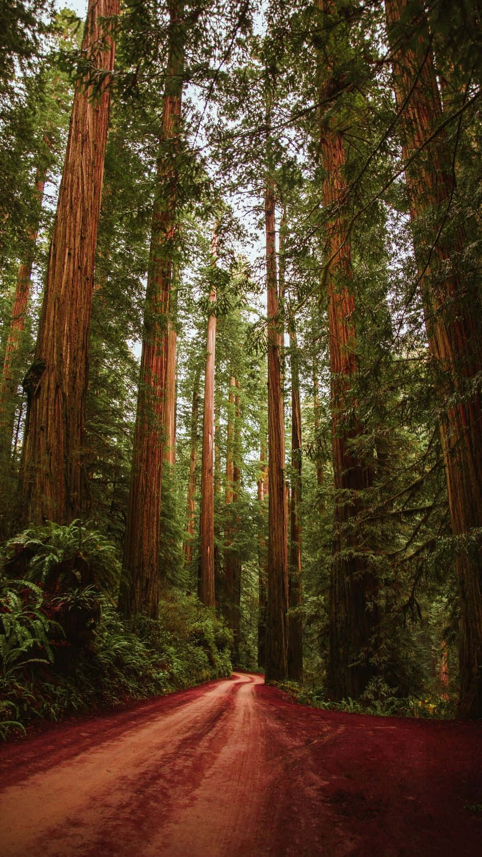 Image An Iphone In Front Of A Field Of Trees Wallpaper