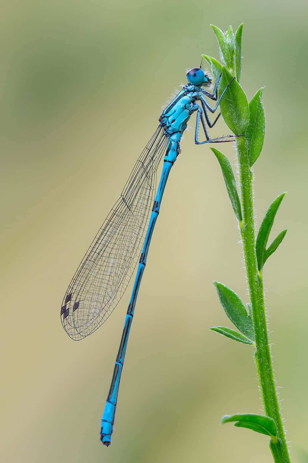 Image Blue Dragonfly In A Meadow Wallpaper