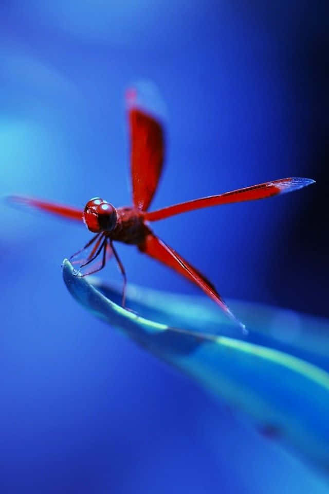 Image Blue Dragonfly Standing On A Blossom Wallpaper