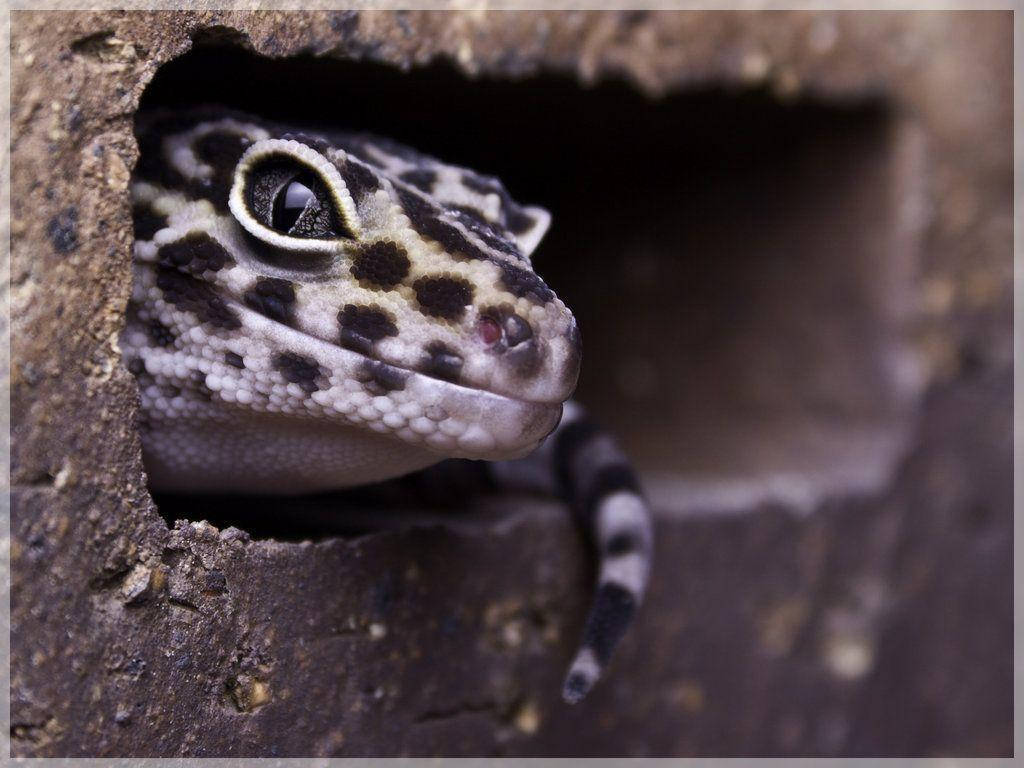 Image Close-up Of An Endearing Leopard Gecko Resting On Its Branch Wallpaper