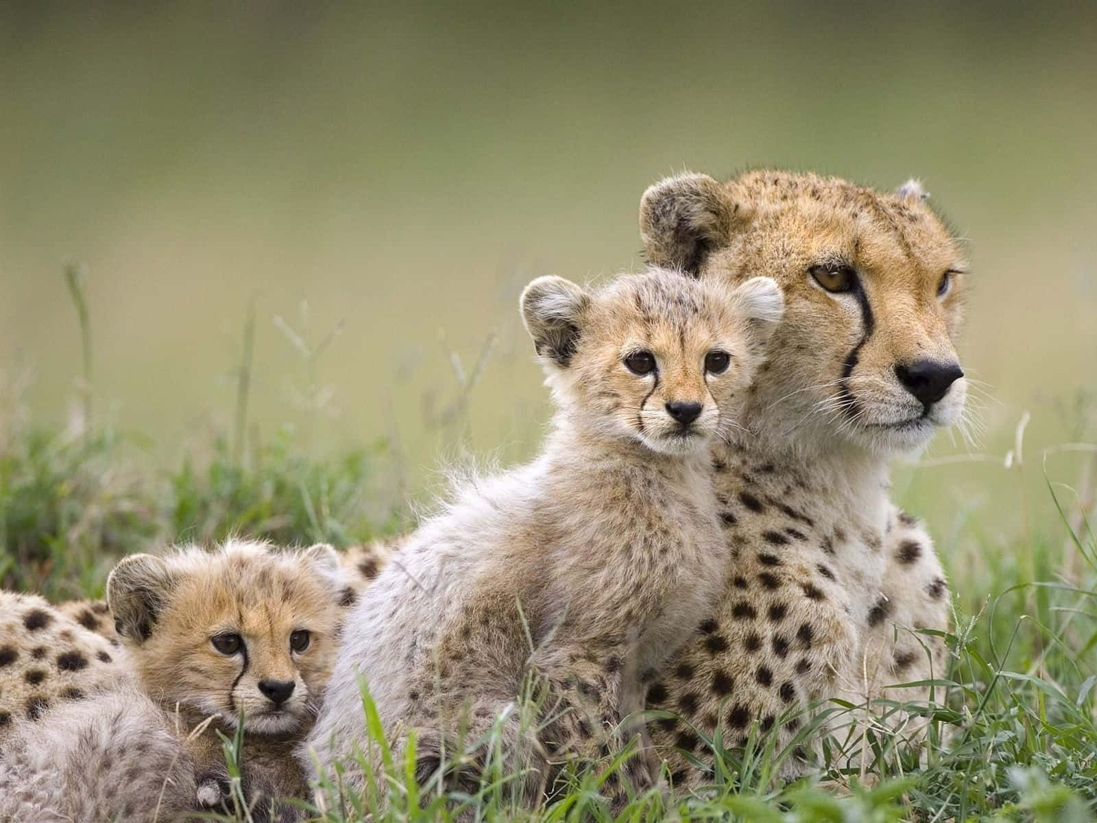 Image Cute Baby Cheetah Wallpaper