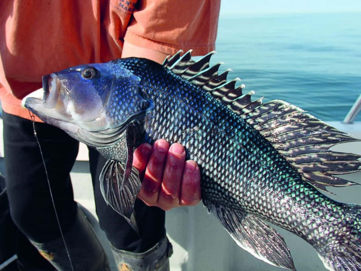 Image Deliciously Baked Black Sea Bass Ready For Consumption Wallpaper