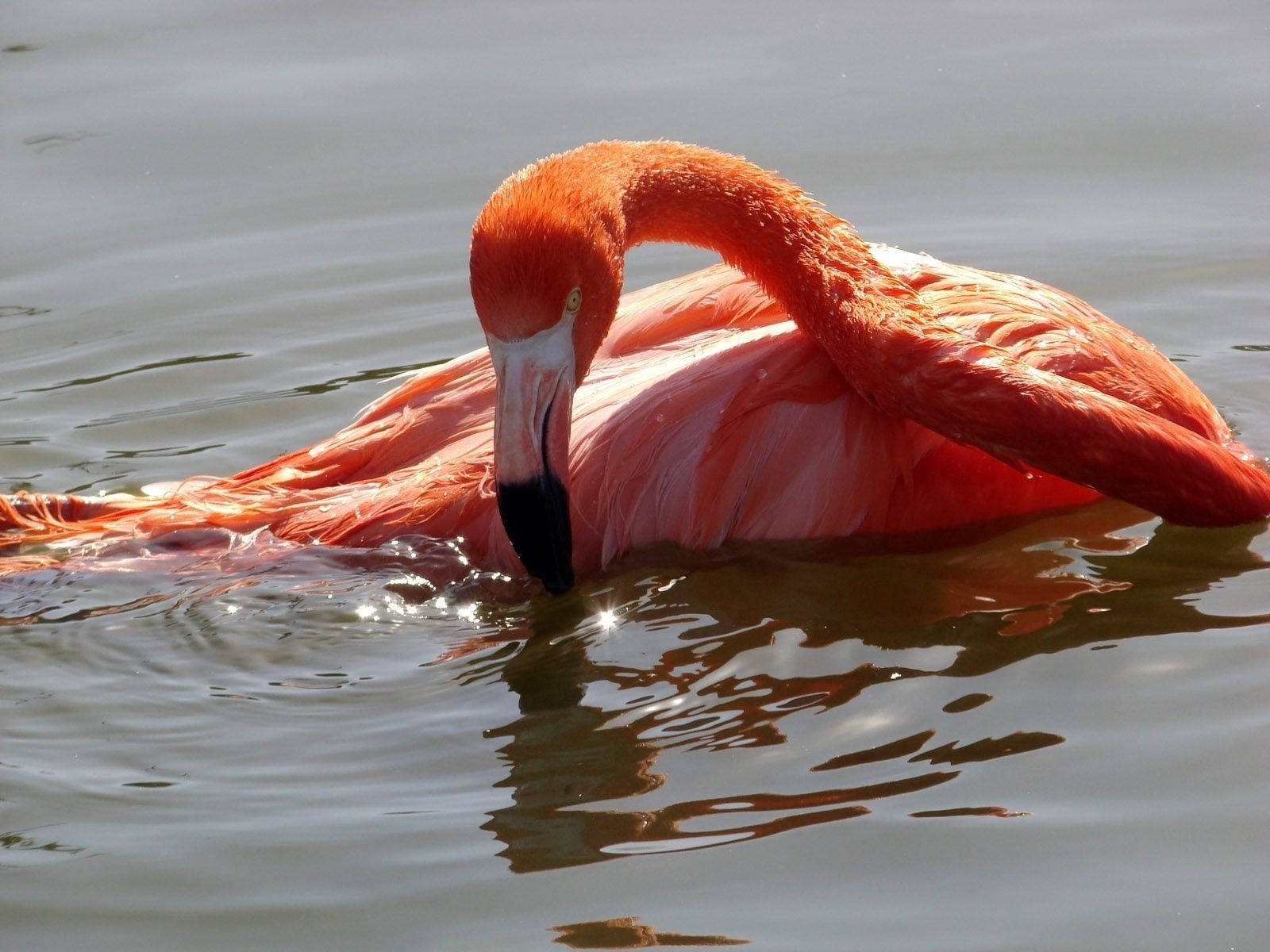 Image Flamingo Bent Over To Drink Water Wallpaper