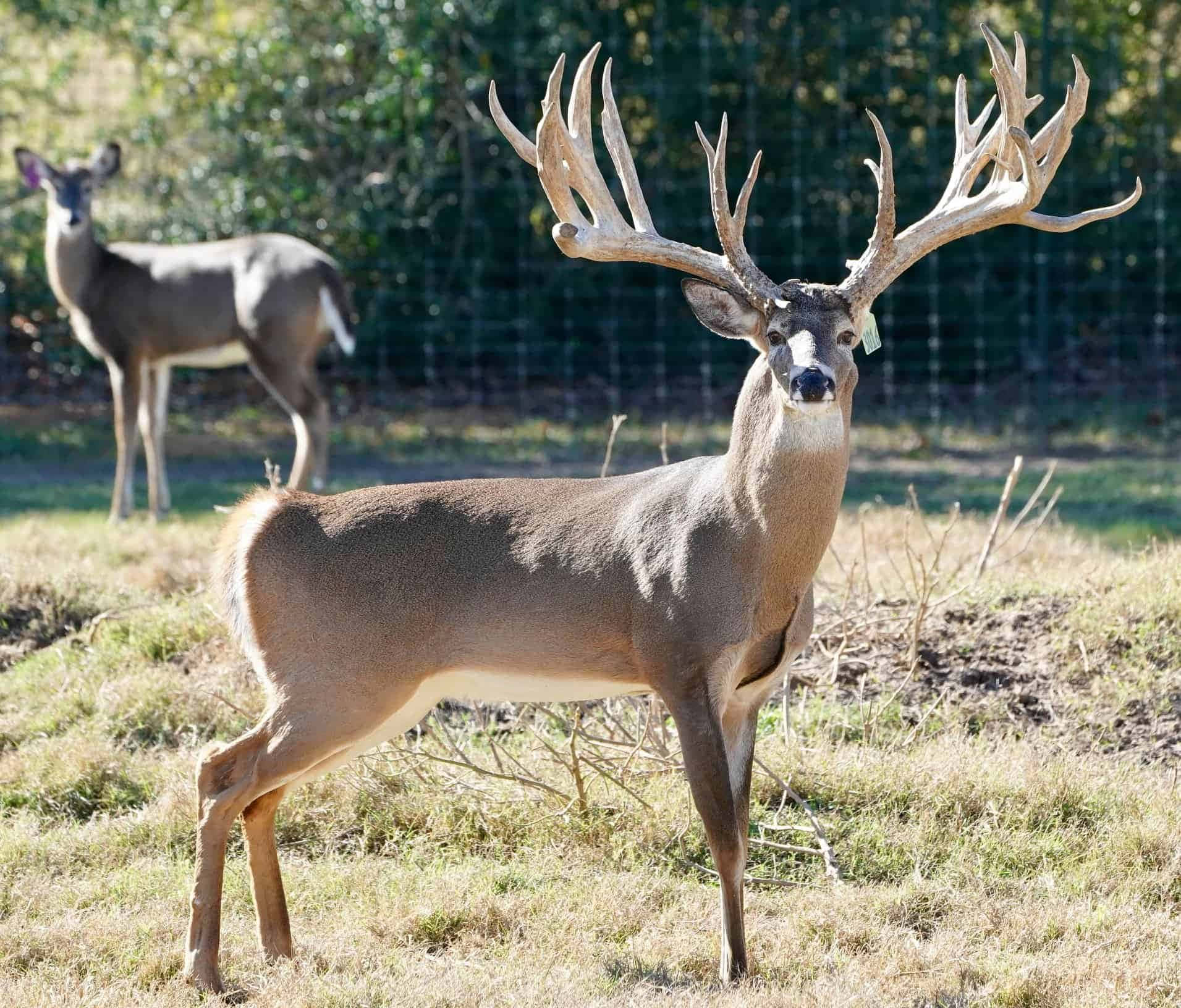 Image Free White-tailed Deer Grazes In The Forest Wallpaper