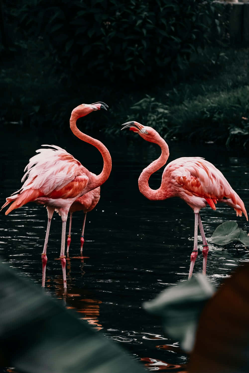 Image Get Creative With Painting On Your Beautiful Flamingo Laptop Wallpaper