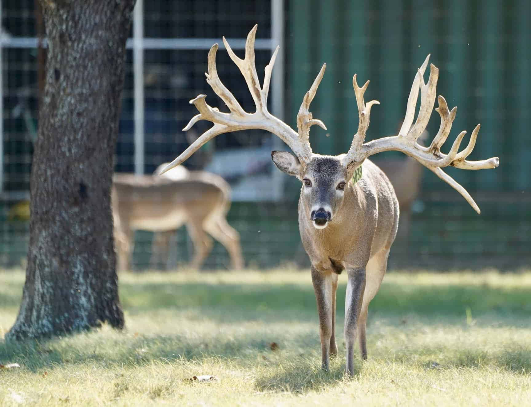 Image Majestic Whitetail Deer Set In A Rural Background Wallpaper