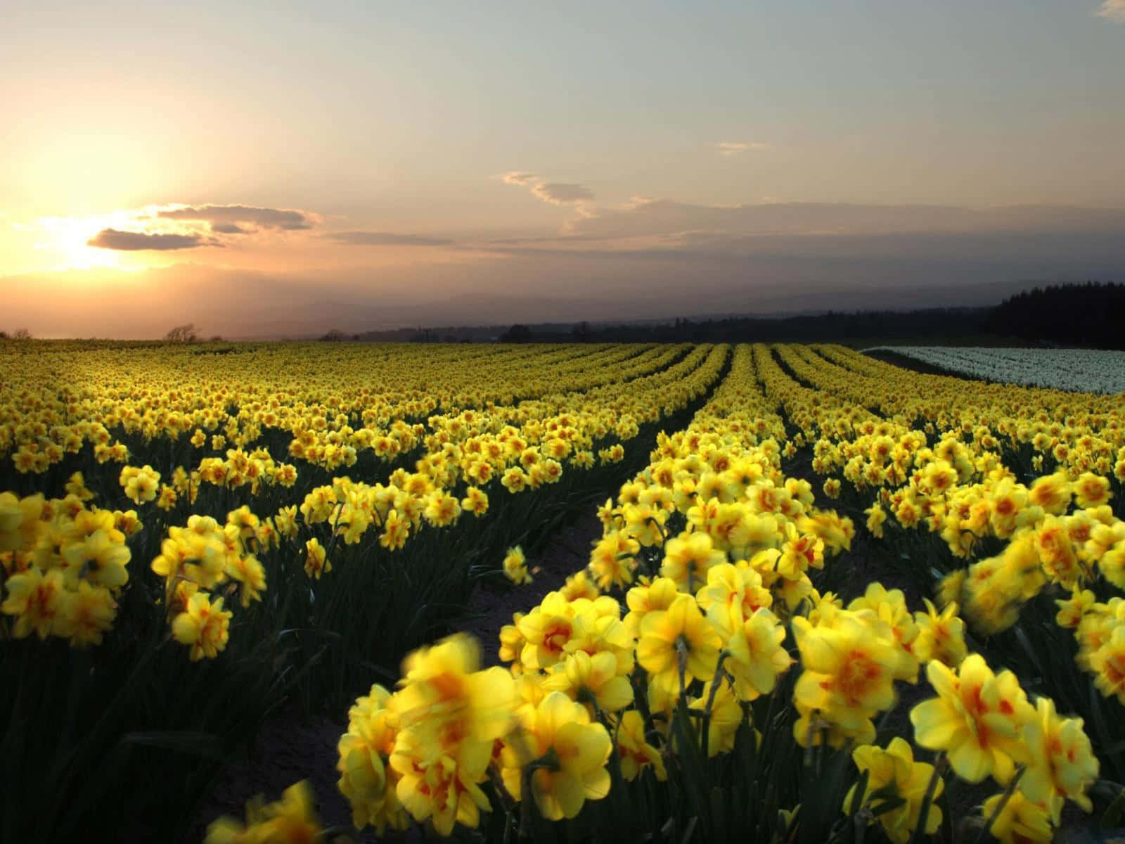 [image Of Beautiful Yellow Daffodils In Full Bloom] Wallpaper