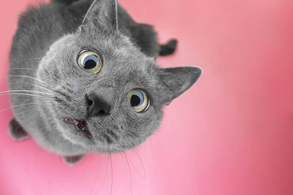 Image Pink Cat Withgolden Eyes Wallpaper