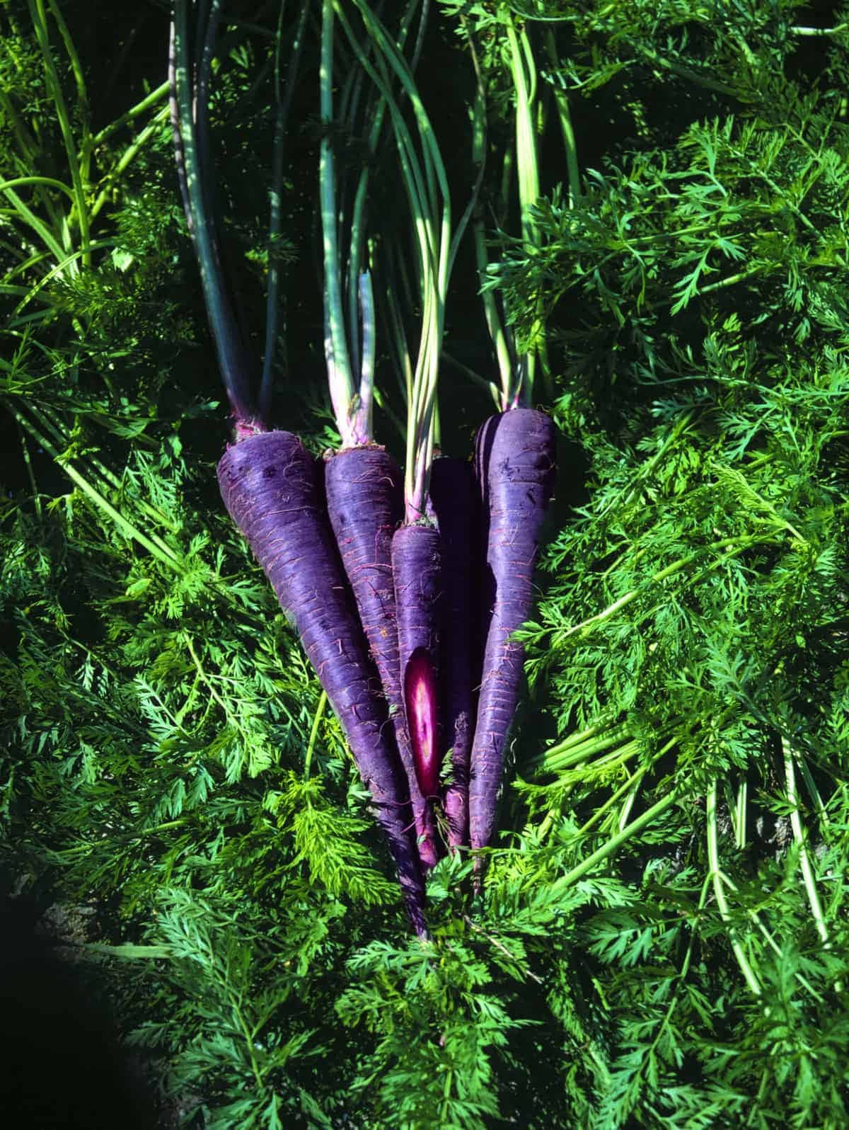 Image “purple Carrots Make A Healthy And Colourful Choice” Wallpaper