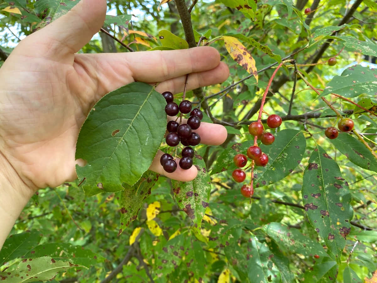 Image Ripe Black Cherry Growing On A Tree Wallpaper