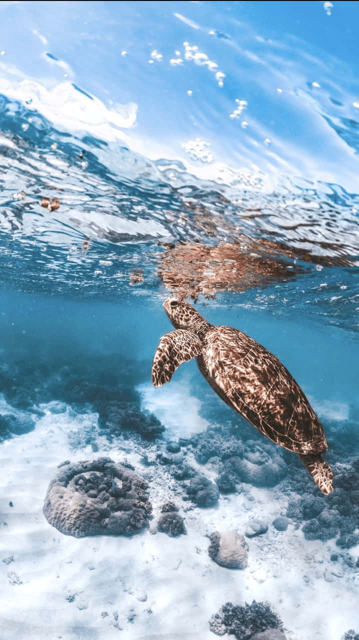 Image Sea Turtle Enjoying The Warm Sun And Reaching For The Sky Wallpaper