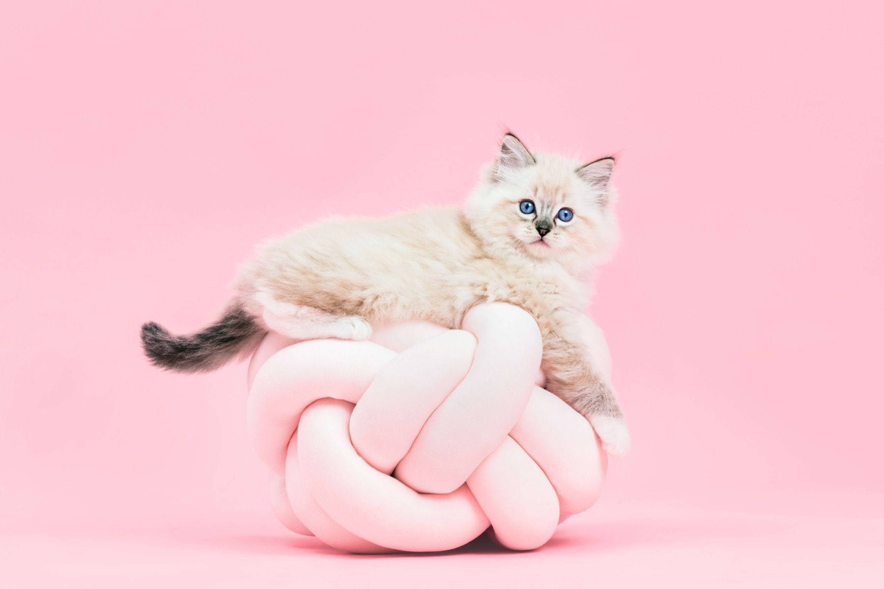 Image Sweet Pink Cat In A Chair Wallpaper