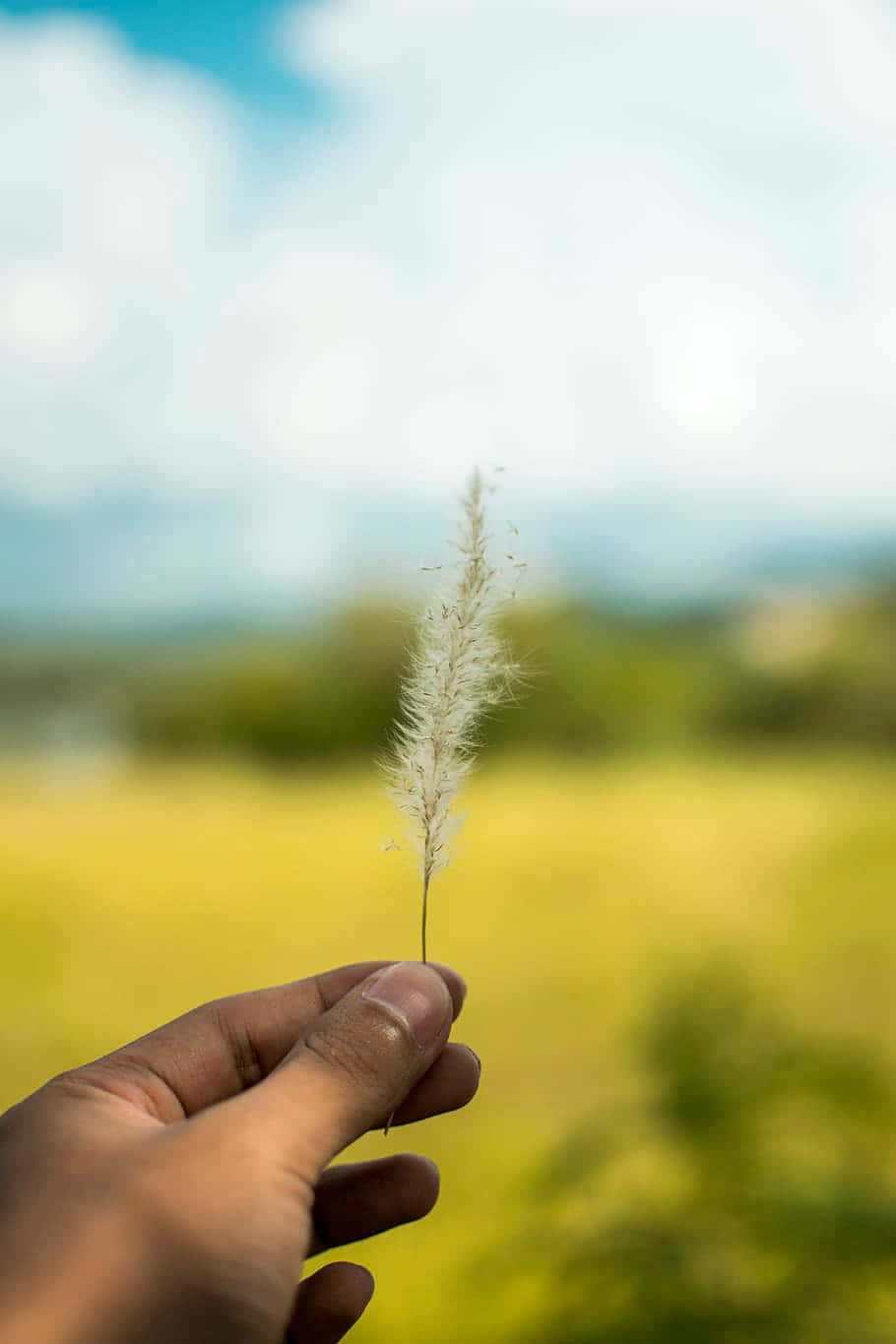 Image Tall Pampas Grass Plant Thrive In Outdoor Setting Wallpaper