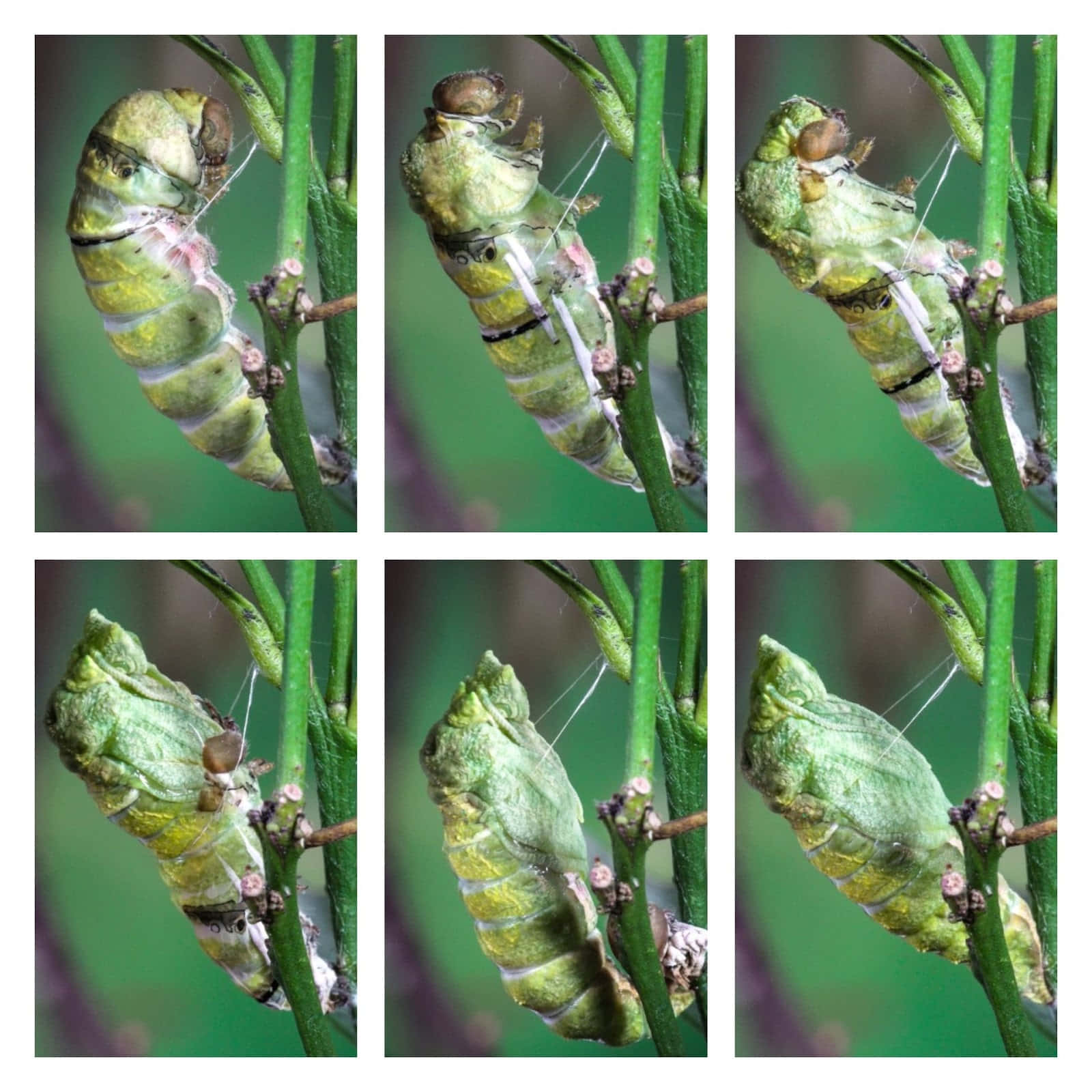 Image Transformation Of A Caterpillar Wallpaper