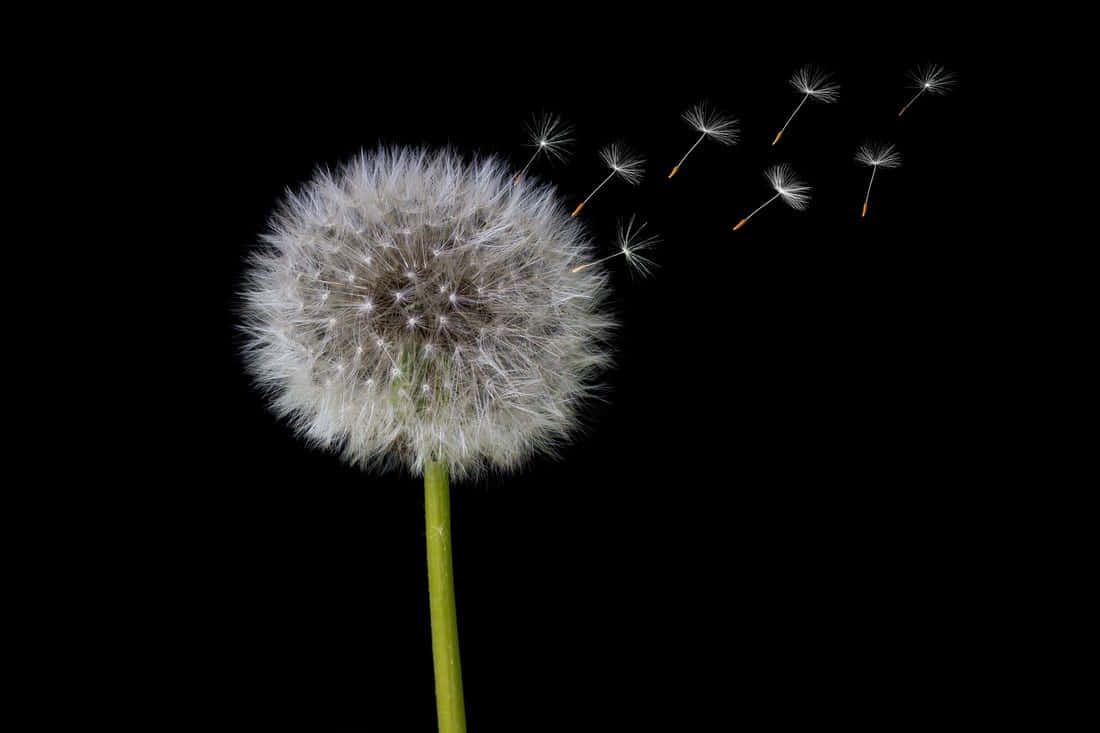 Impeccable Dandelion Wallpaper