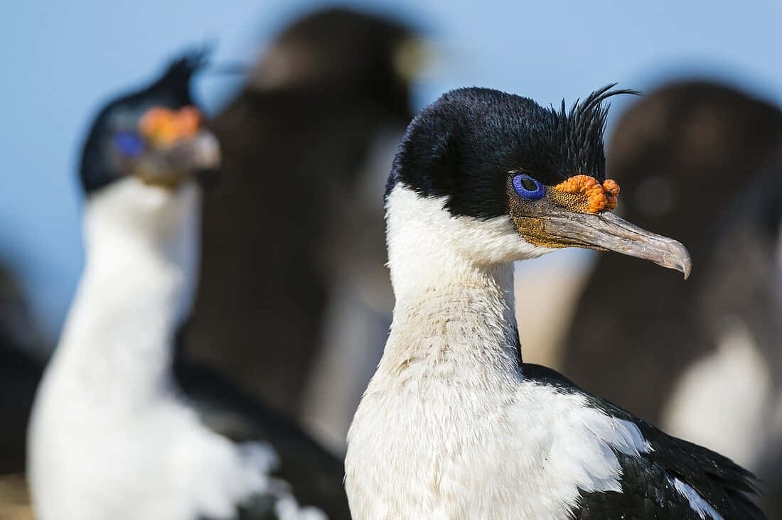 Imperial Shag Bird Portrait Wallpaper