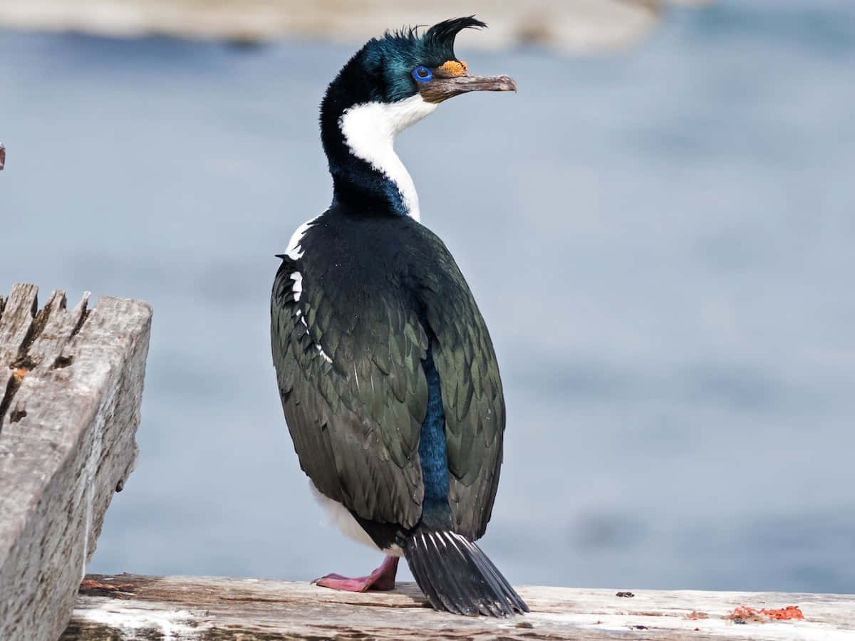 Imperial Shag Bird Portrait Wallpaper