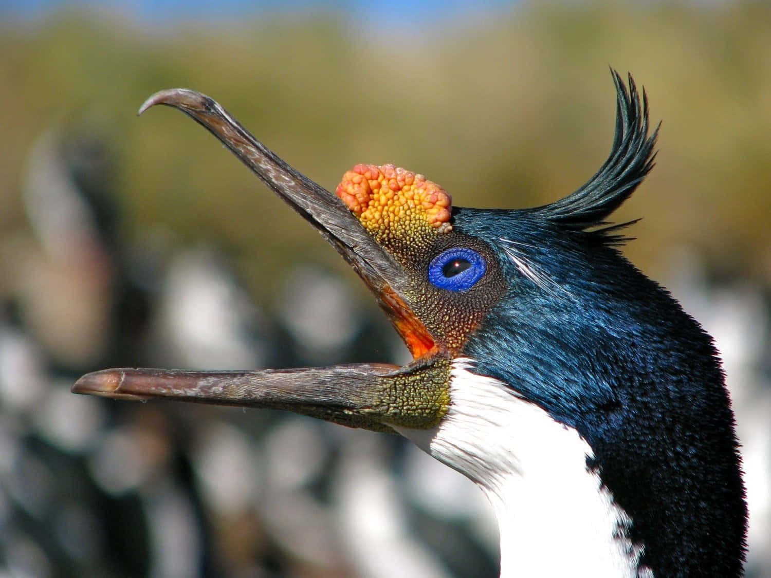 Imperial Shag Calling Out Wallpaper