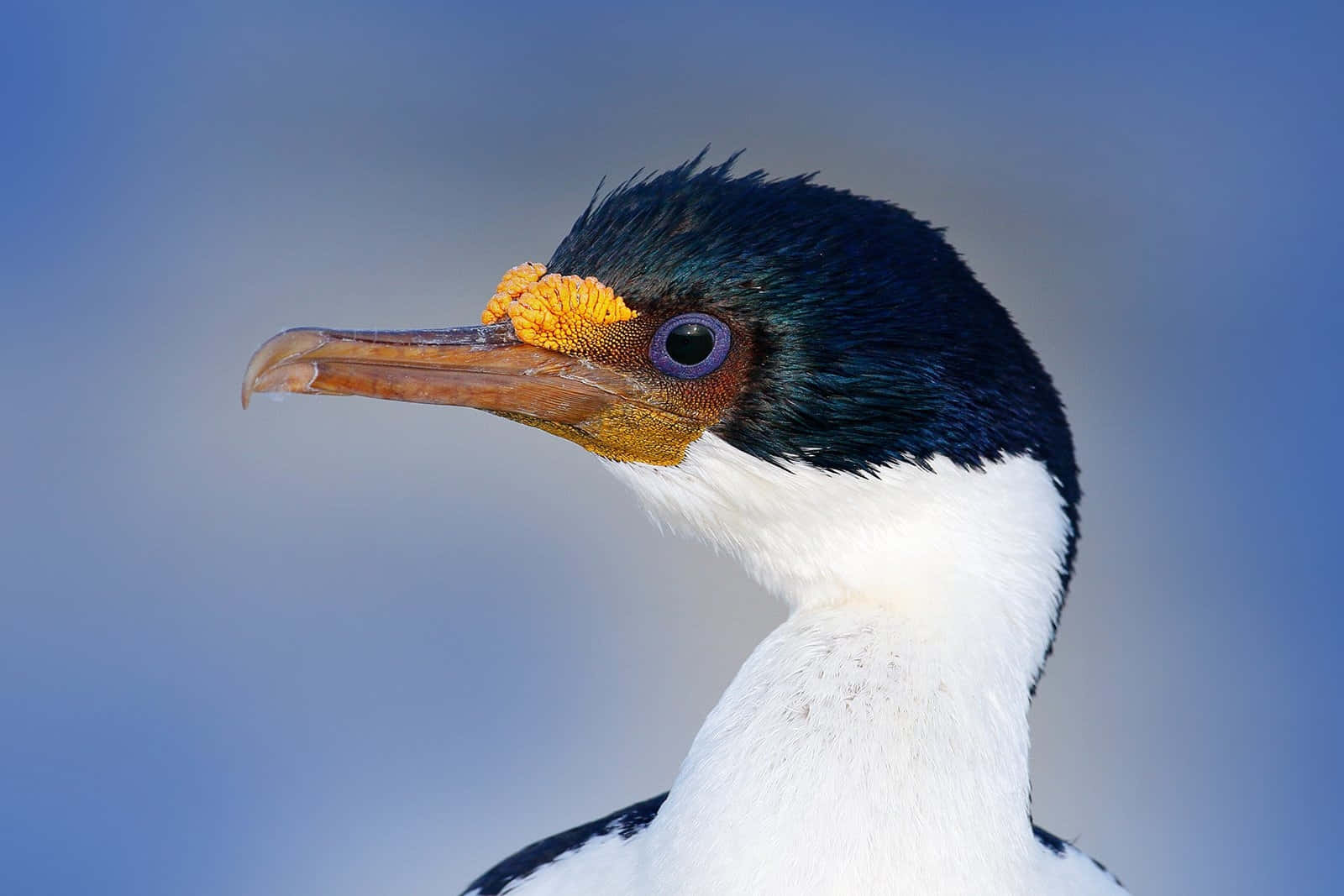 Imperial Shag Close Up Portrait Wallpaper