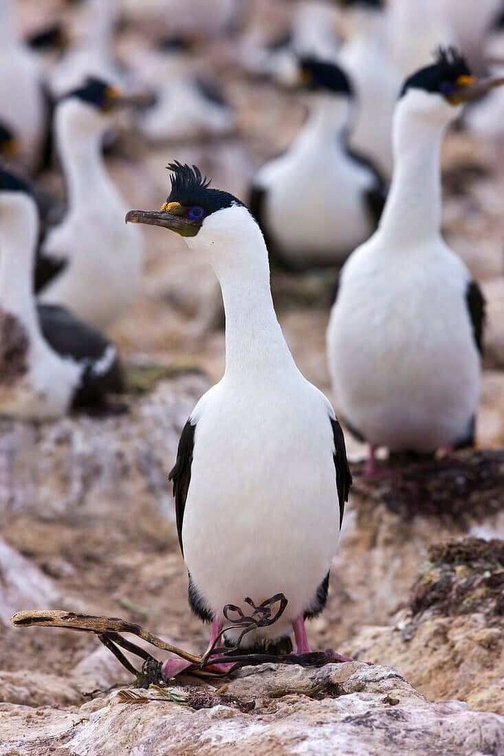 Imperial Shag Colony Wallpaper