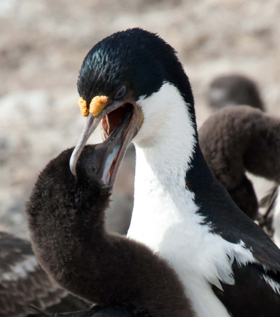 Imperial Shag Feeding Chick Wallpaper