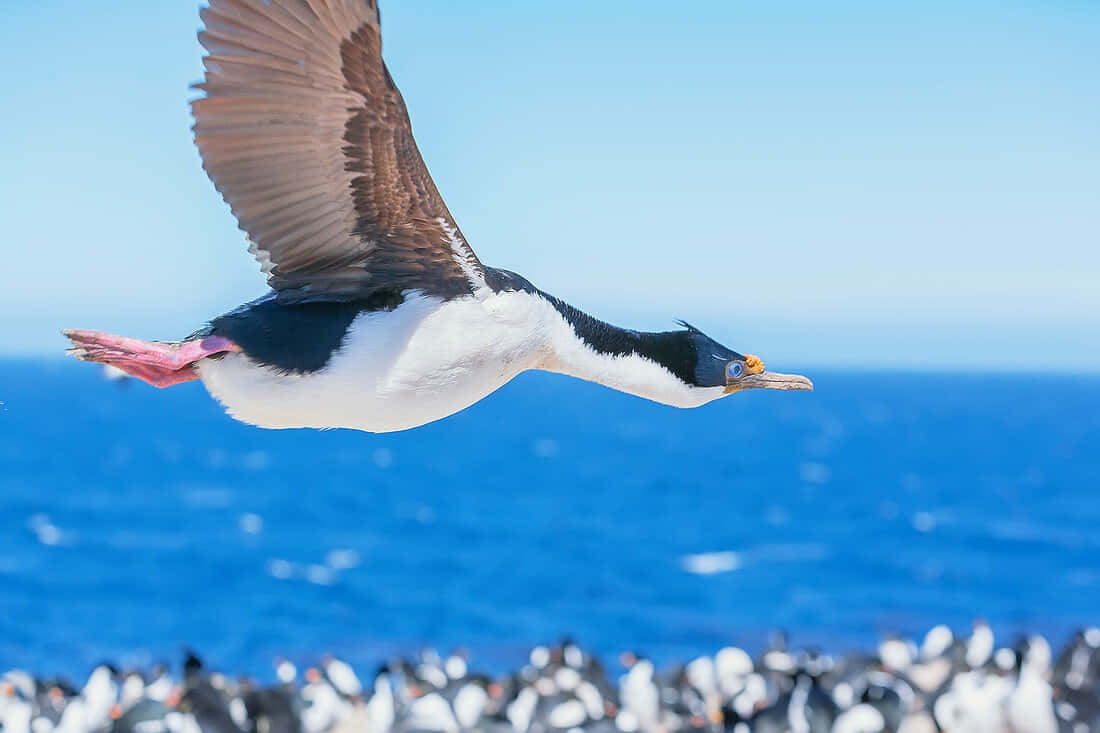 Imperial Shag In Flight Wallpaper