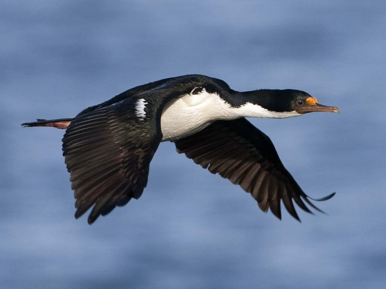 Imperial Shag In Flight Wallpaper