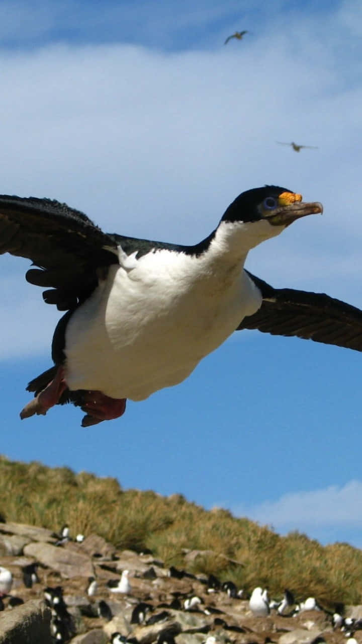 Imperial Shag In Flight Wallpaper