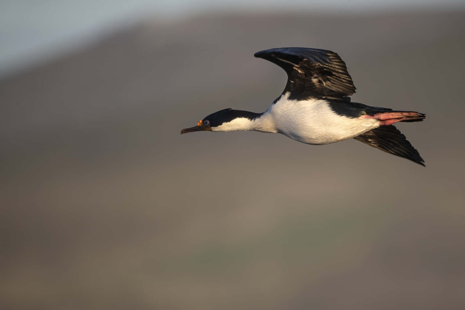 Imperial Shag In Flight Wallpaper